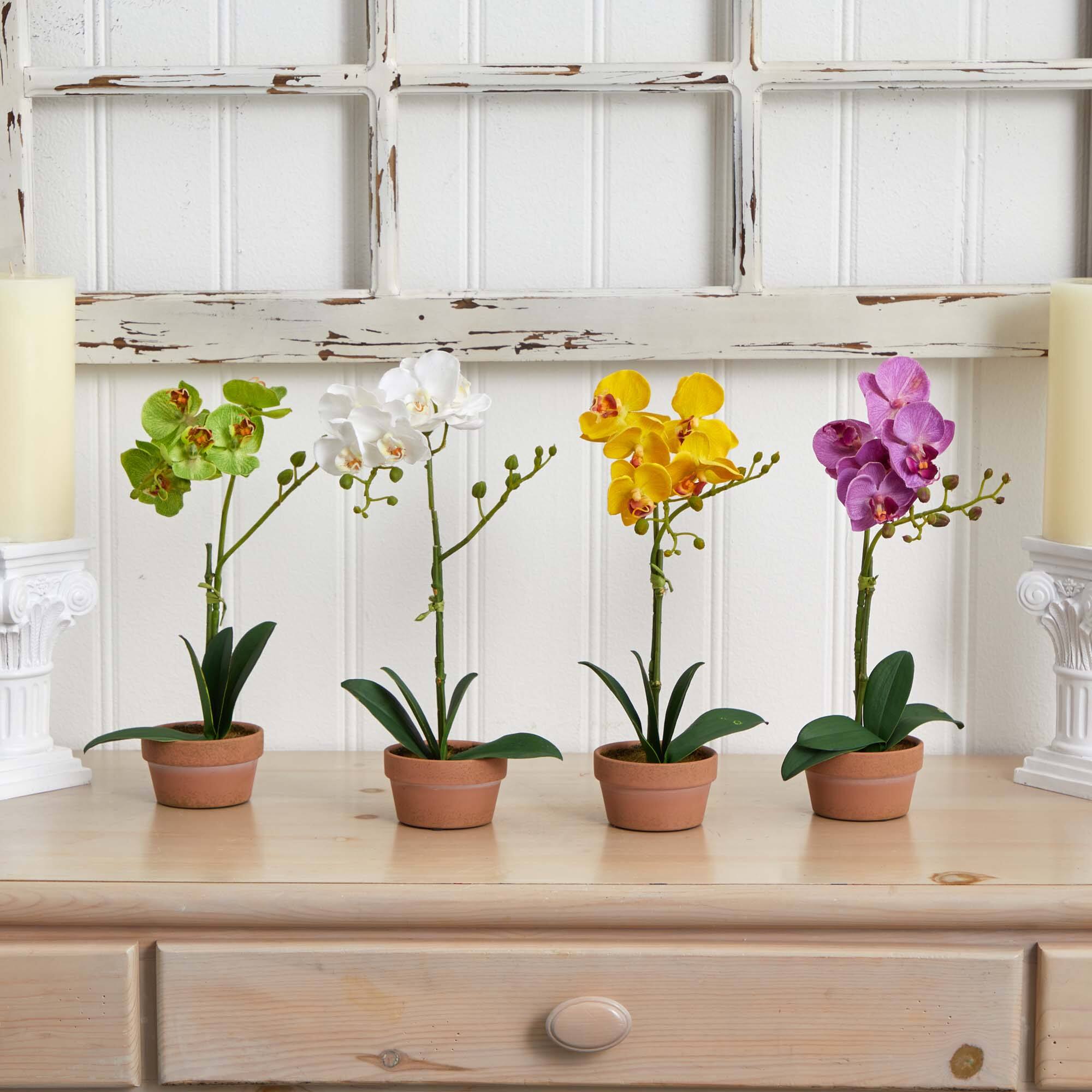 13" Orchid with Clay Vase, 4ct.